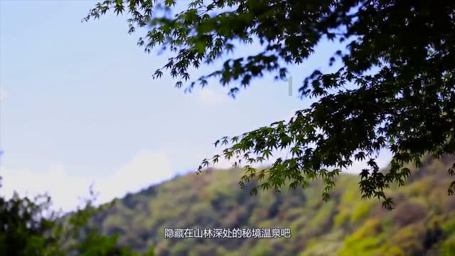 植物大战僵尸4